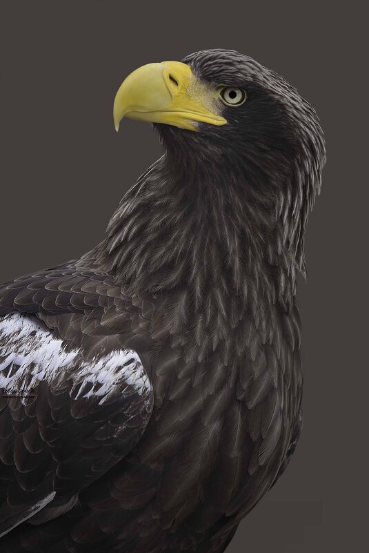 Steller&#39;s sea eagle - Al Pashang 