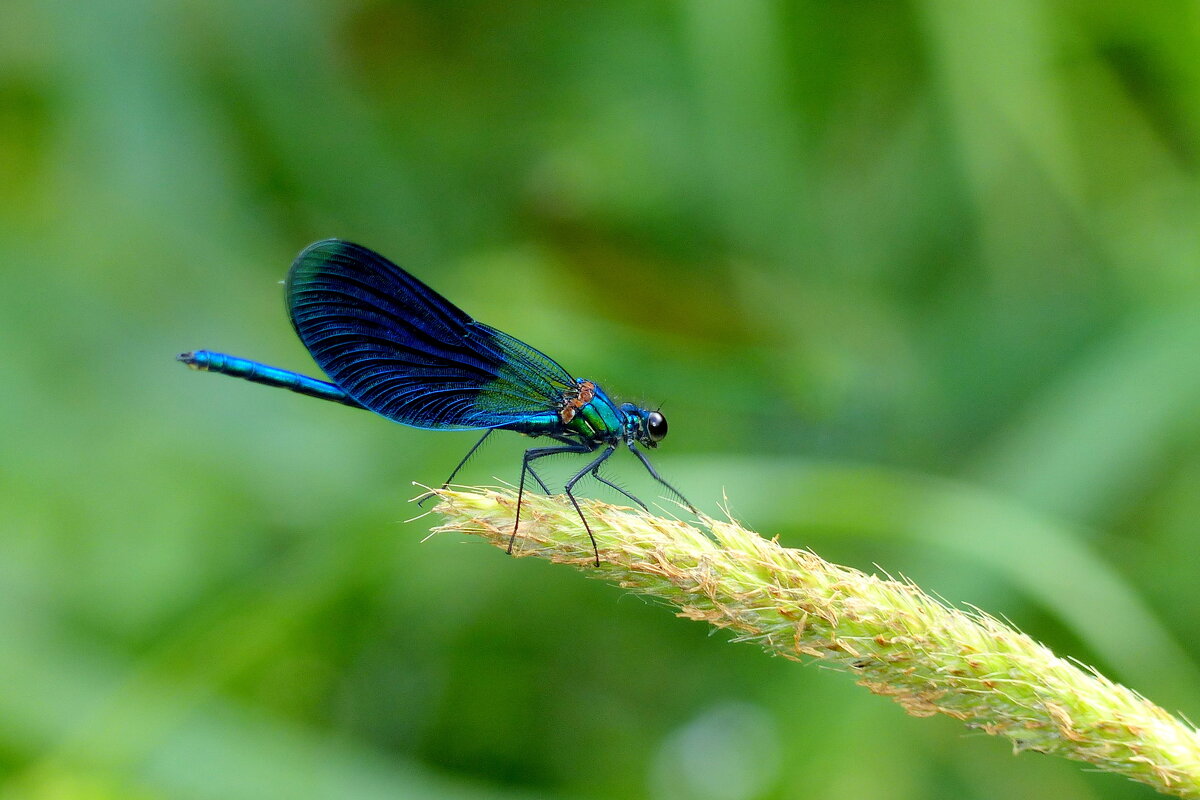 снова про стрекоз 23 - Александр Прокудин снова про стрекоз 23 - Александр Прокудин