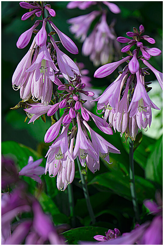Колокольчики - Владимир Кроливец Колокольчики - Владимир Кроливец