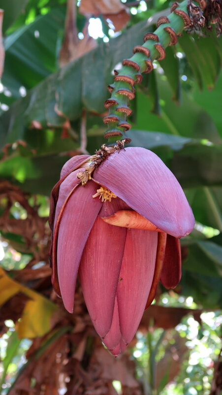 Во саду ли, в огороде выросли бананы... - Надя Кушнир
