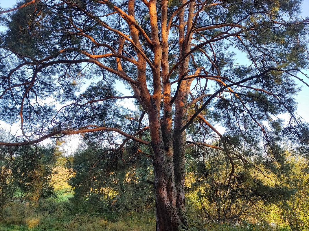 *** - Денис Бочкарёв