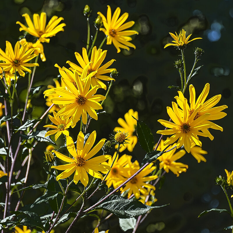 *** - Александр 