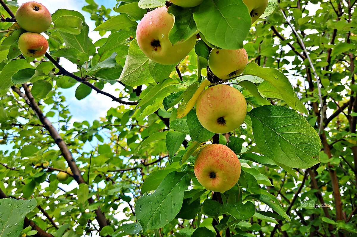 Осенние зарисовки... - Aquarius - Сергей Осенние зарисовки... - Aquarius - Сергей