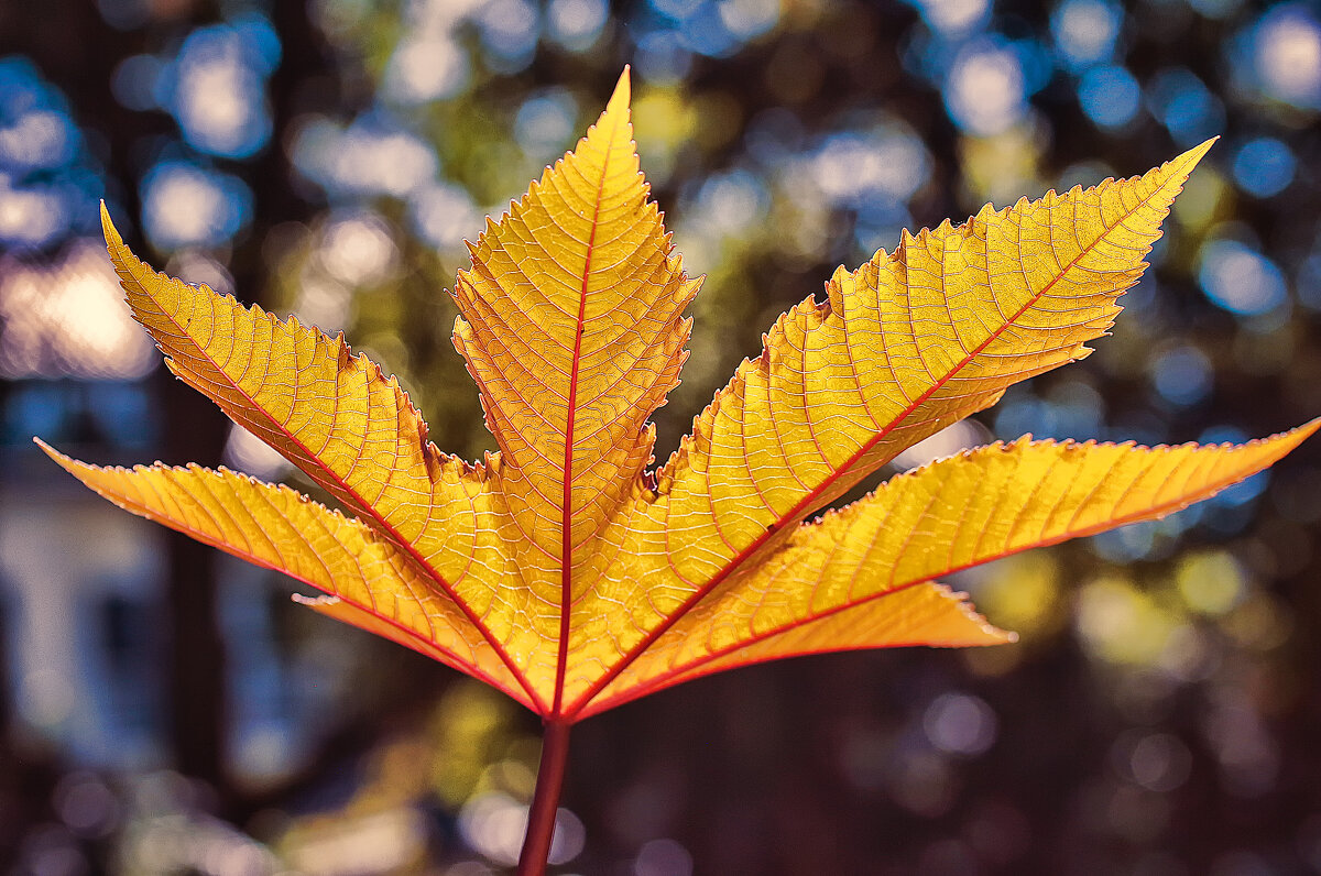 ***** - Alexander Andronik ***** - Alexander Andronik