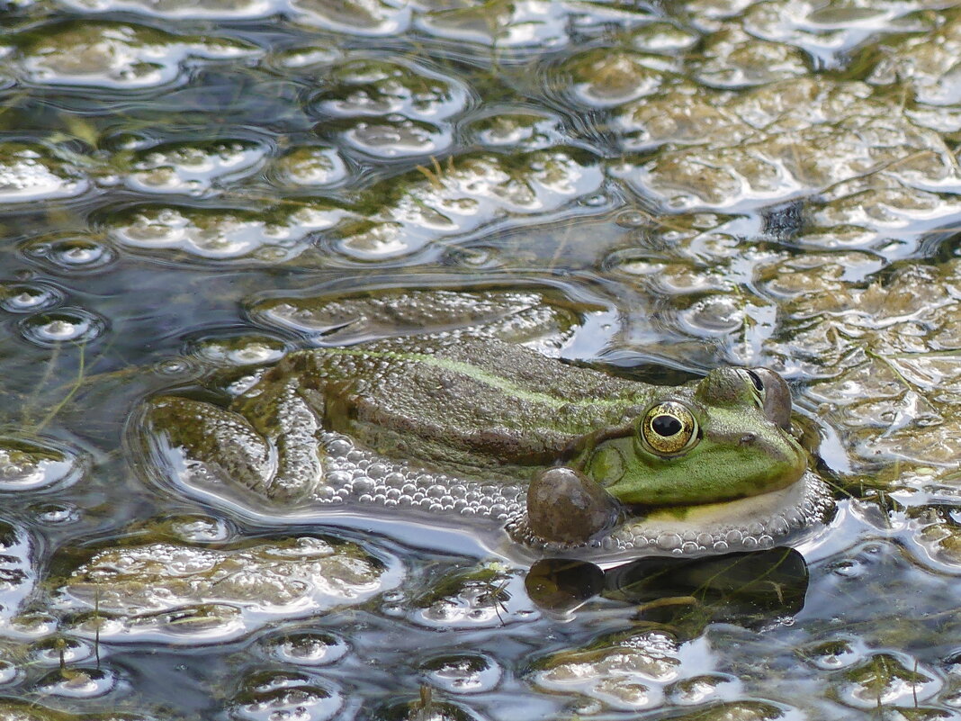 Лягушачье соло - Алла Яшникова Лягушачье соло - Алла Яшникова