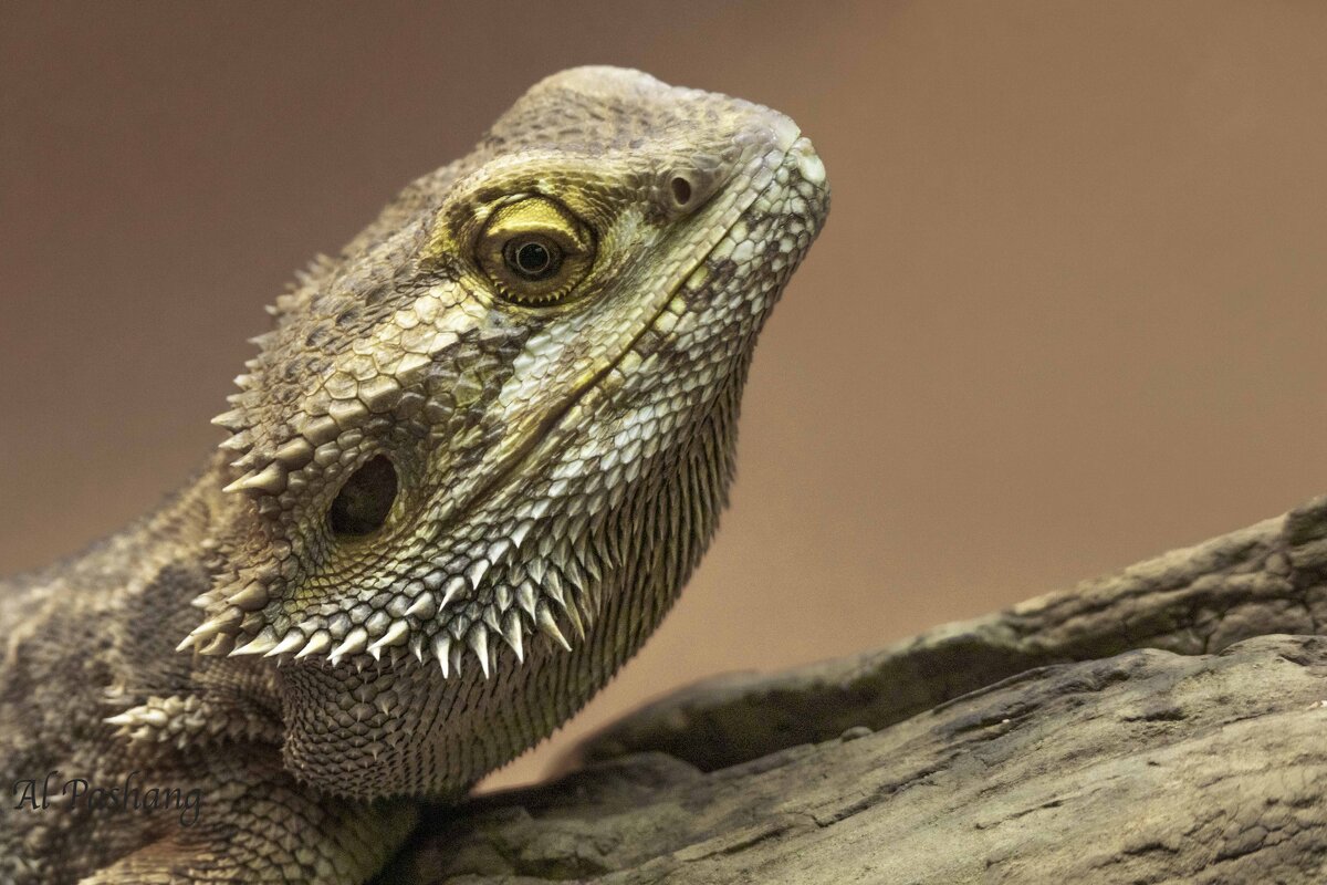 Central bearded dragon - Al Pashang 