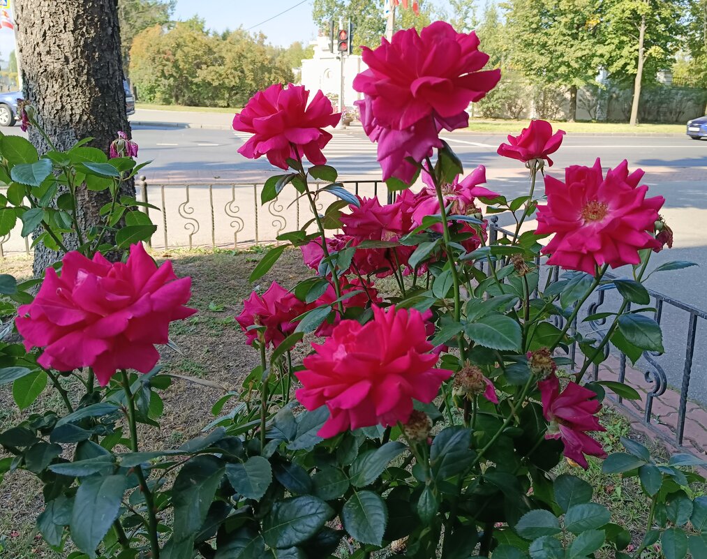 Розы на перекрёстке дорог - Мария Васильева