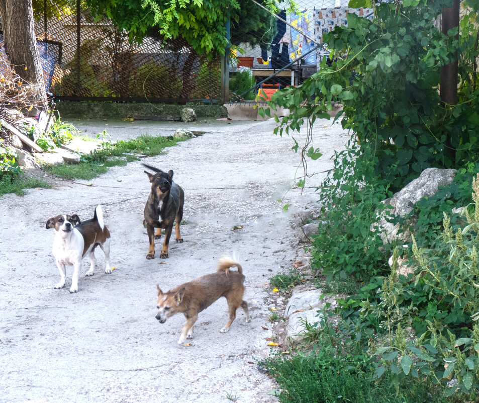 Охраняемый объект - Валентин Семчишин Охраняемый объект - Валентин Семчишин