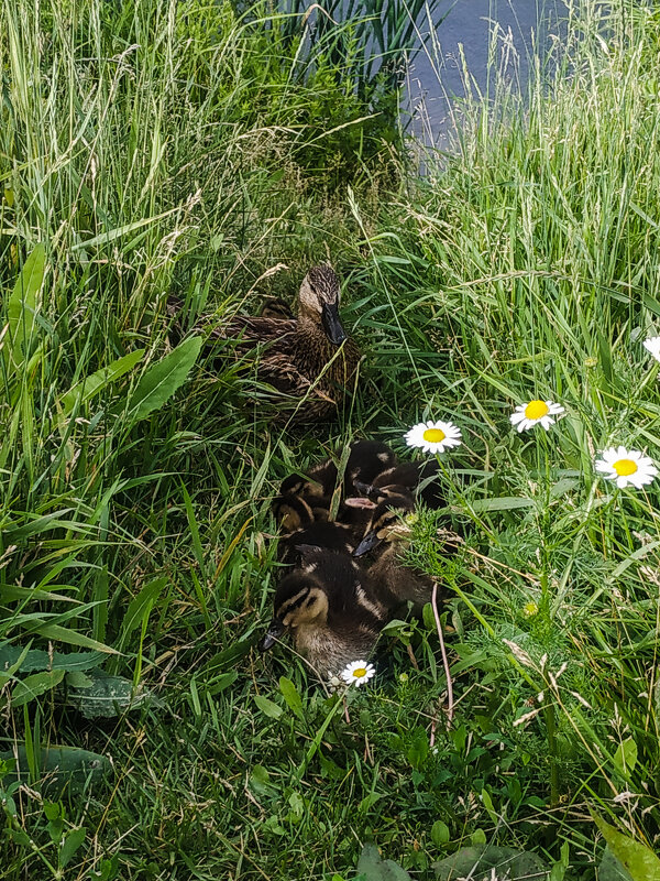 Утиное семейство - Юлия Денискина Утиное семейство - Юлия Денискина