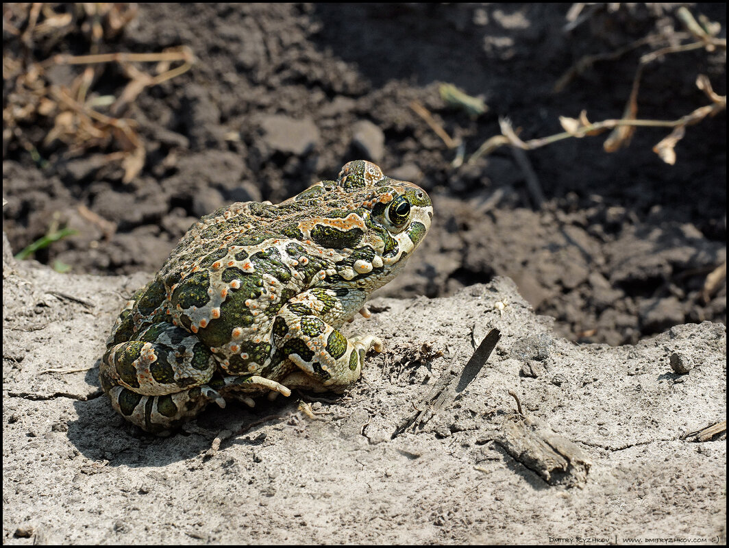 _DSC1293 - Дмитрий Рыжков