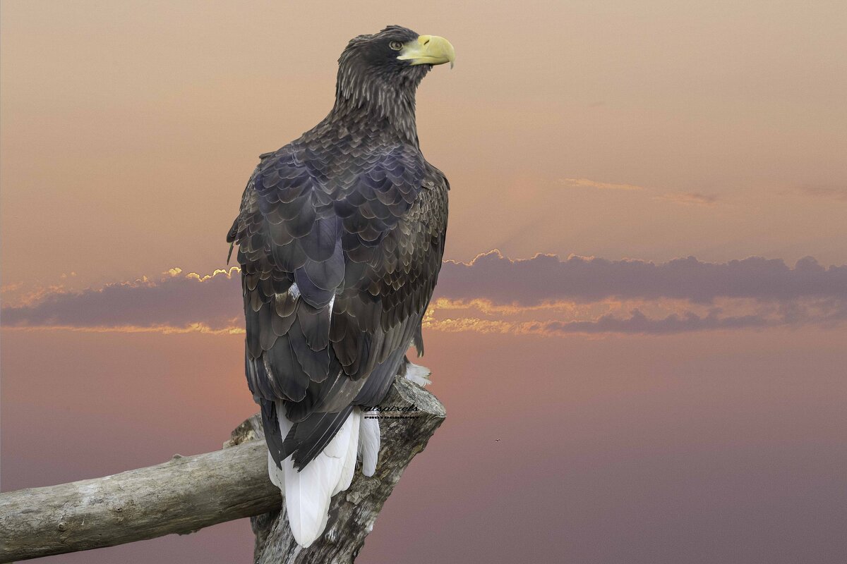 Steller&#39;s sea eagle - Al Pashang 