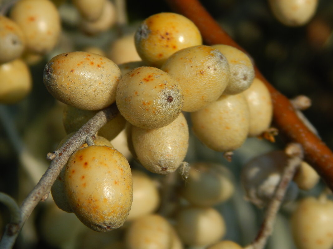 Лох серебристый узколистный - Рина Воржева