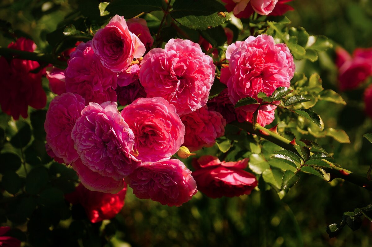 Розы - Наталья Лакомова