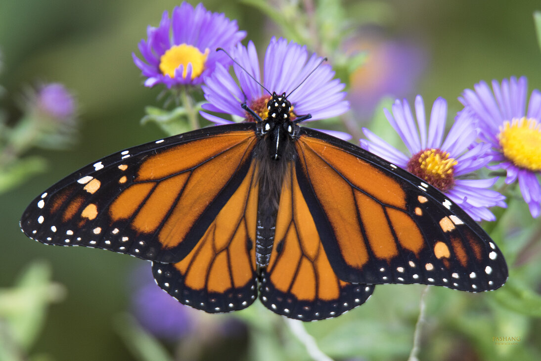 Butterfly - Al Pashang 