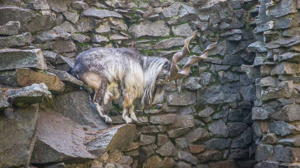 винторогий горный козёл - аркадий винторогий горный козёл - аркадий