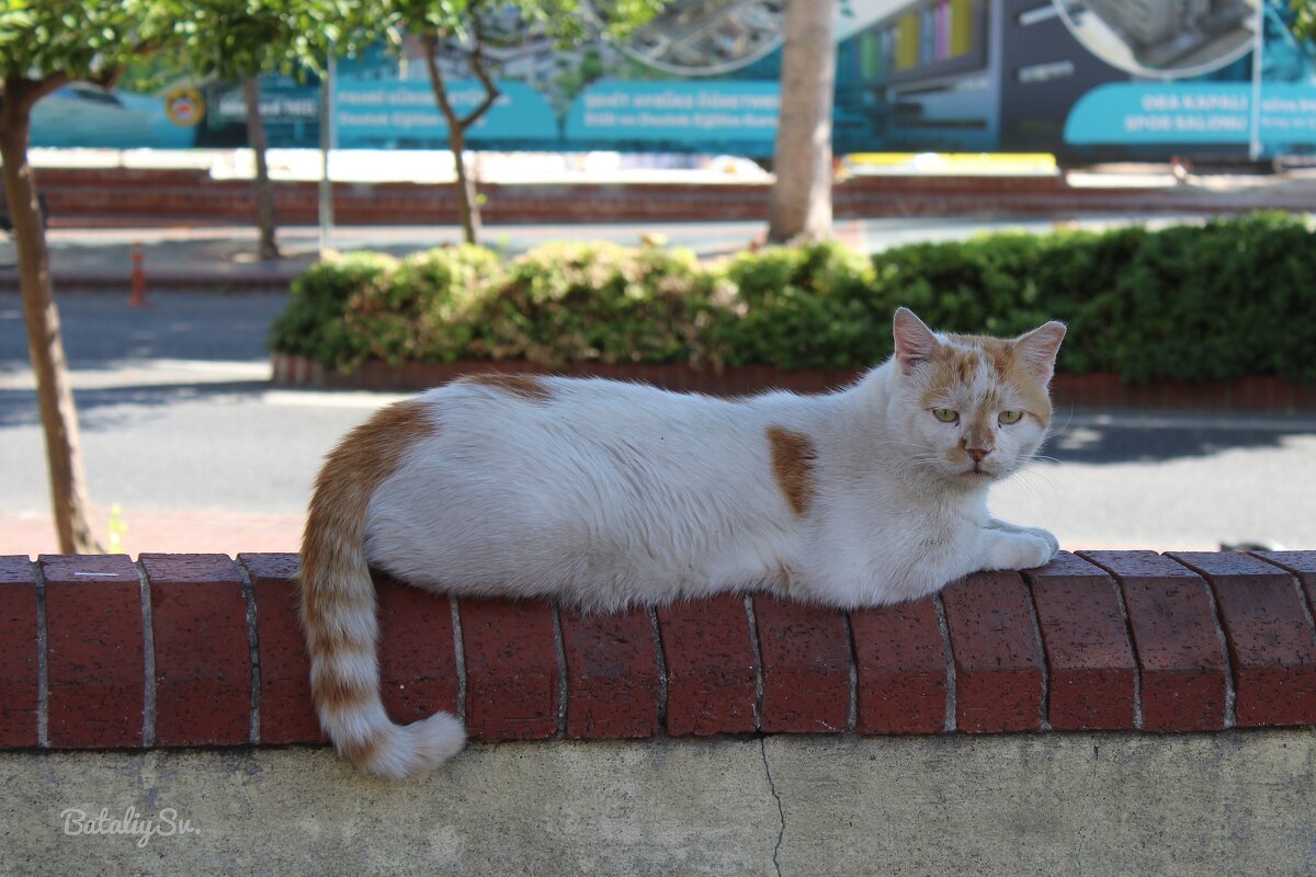 бродяжка - Светлана Баталий