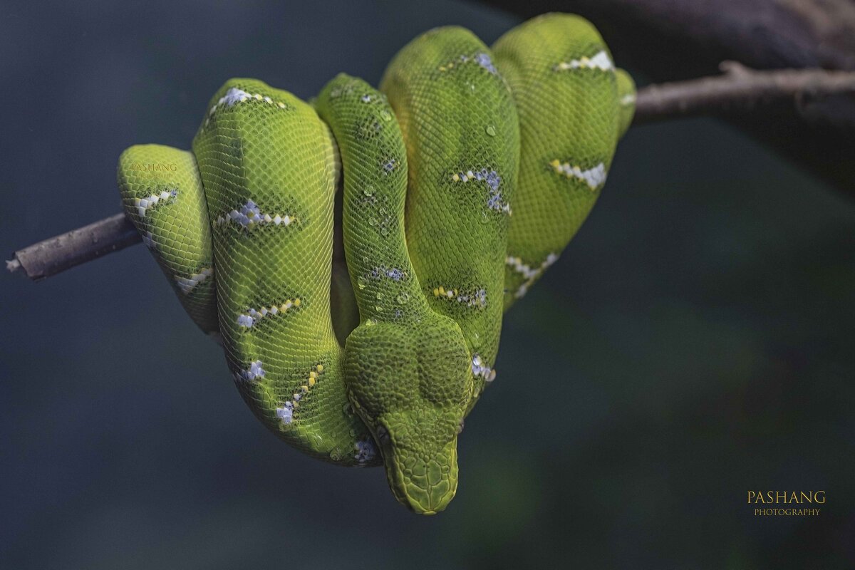 Emerald tree boa - Al Pashang 