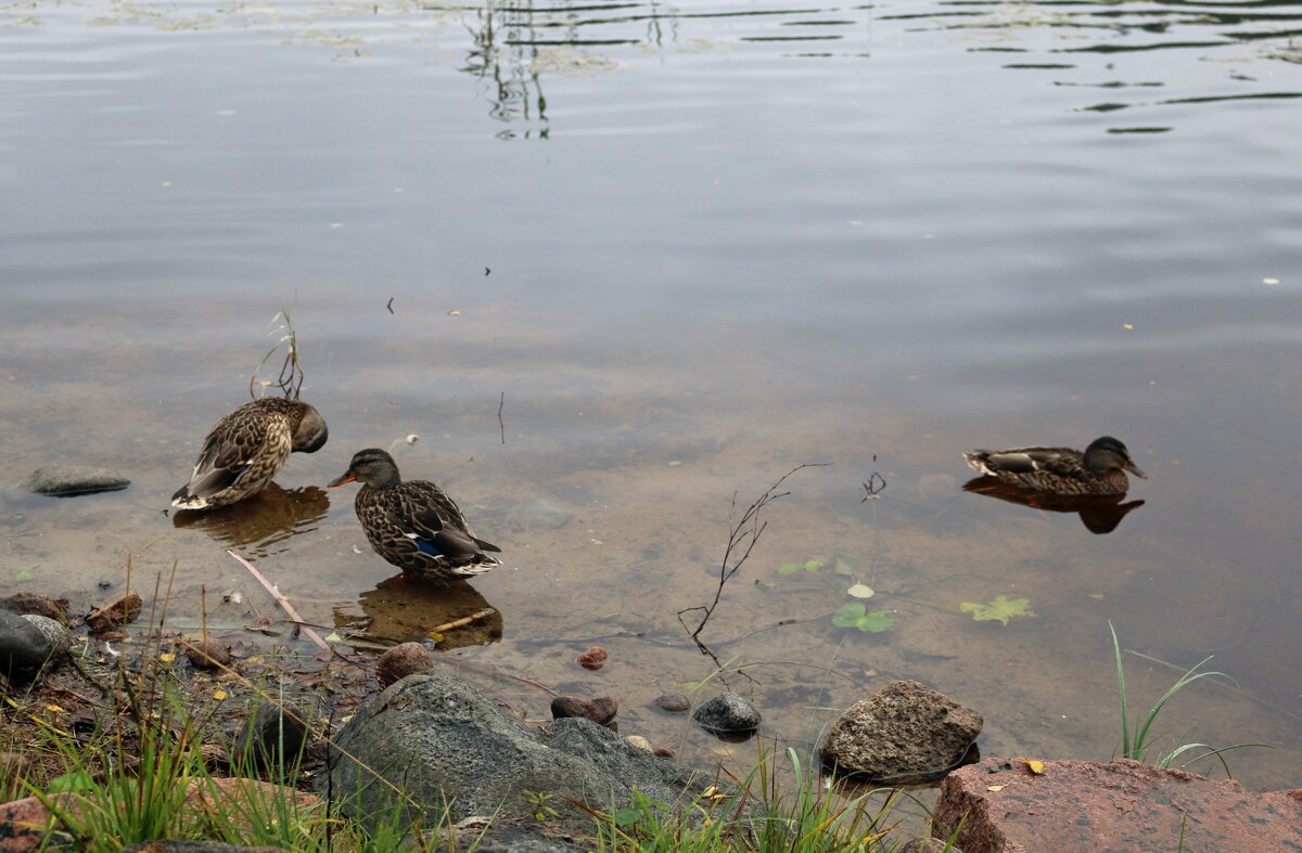 Утки на Сайме - Ольга Утки на Сайме - Ольга