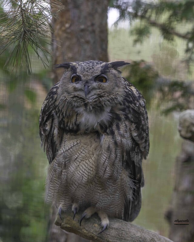 Eagle owl - Al Pashang 