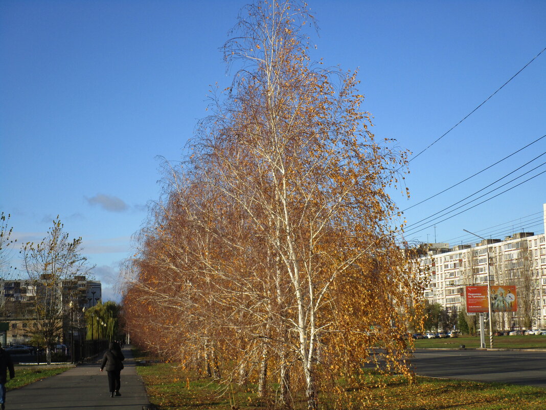 осень - Елена Шаламова