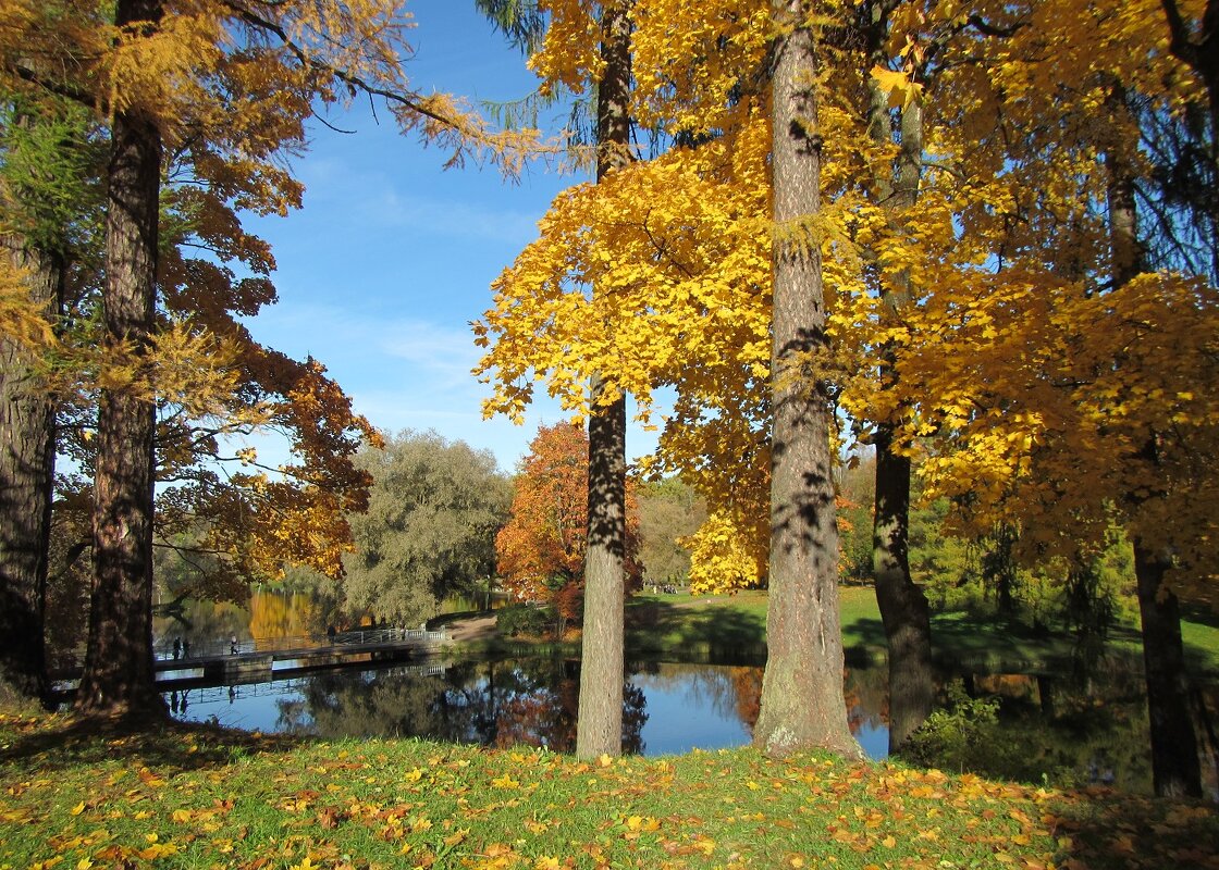 Осень во всей красе октября - dli1953 Осень во всей красе октября - dli1953