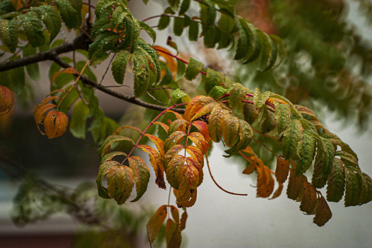 Рябина после дождя - Александр Леонов