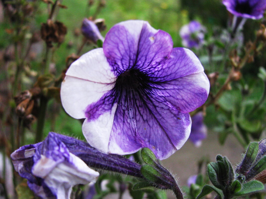 Красавица - Людмила Смородинская Красавица - Людмила Смородинская