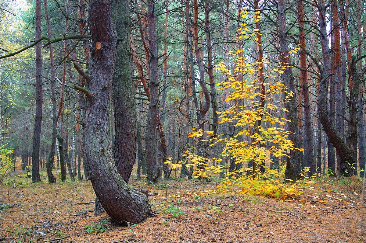 Осенние танцы - Сеня Белгородский