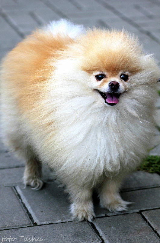 смайлик - Tasha Скосырева