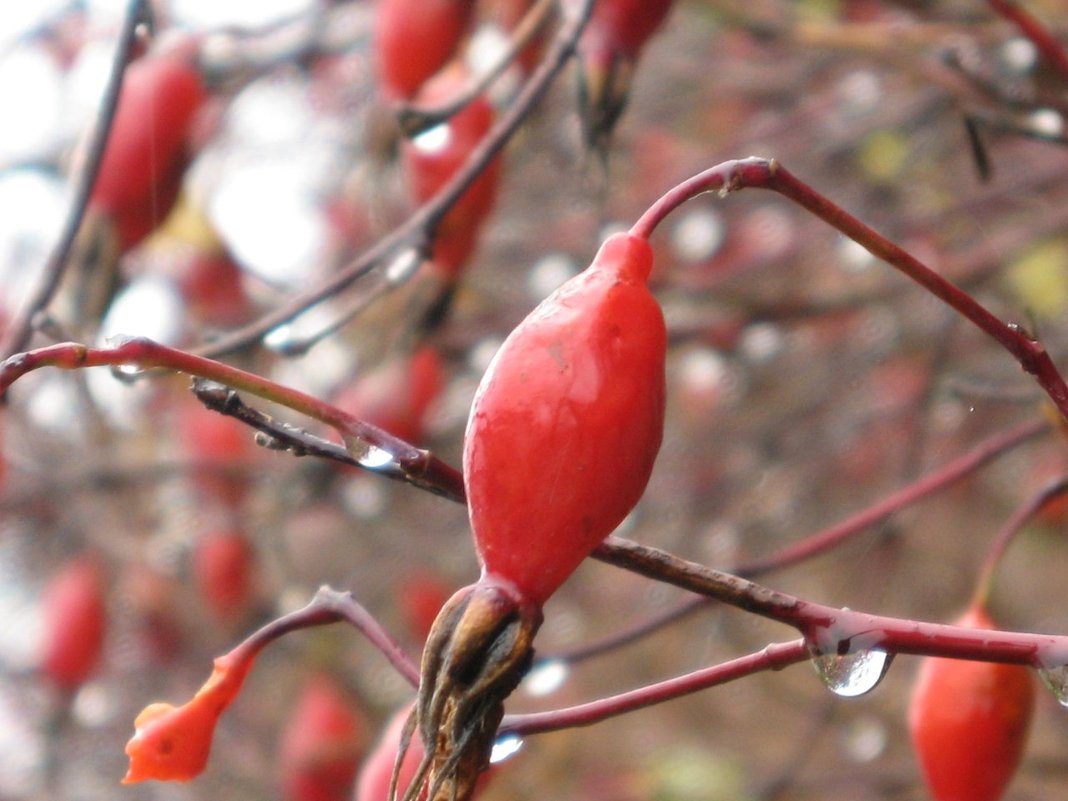 Шиповник - Валентина Широнина