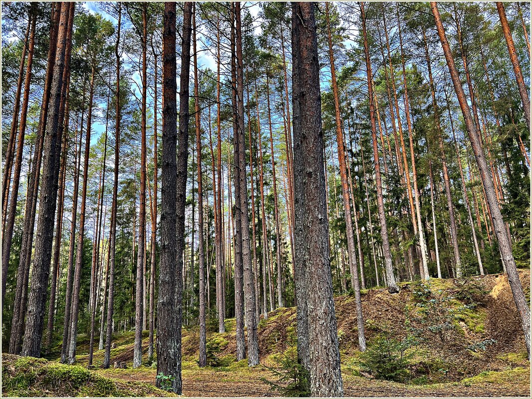 Октябрьский лес. - Валерия Комова Октябрьский лес. - Валерия Комова