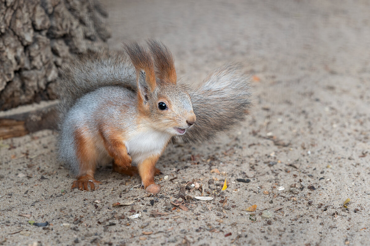 *** - Viktoria Anufrieva *** - Viktoria Anufrieva