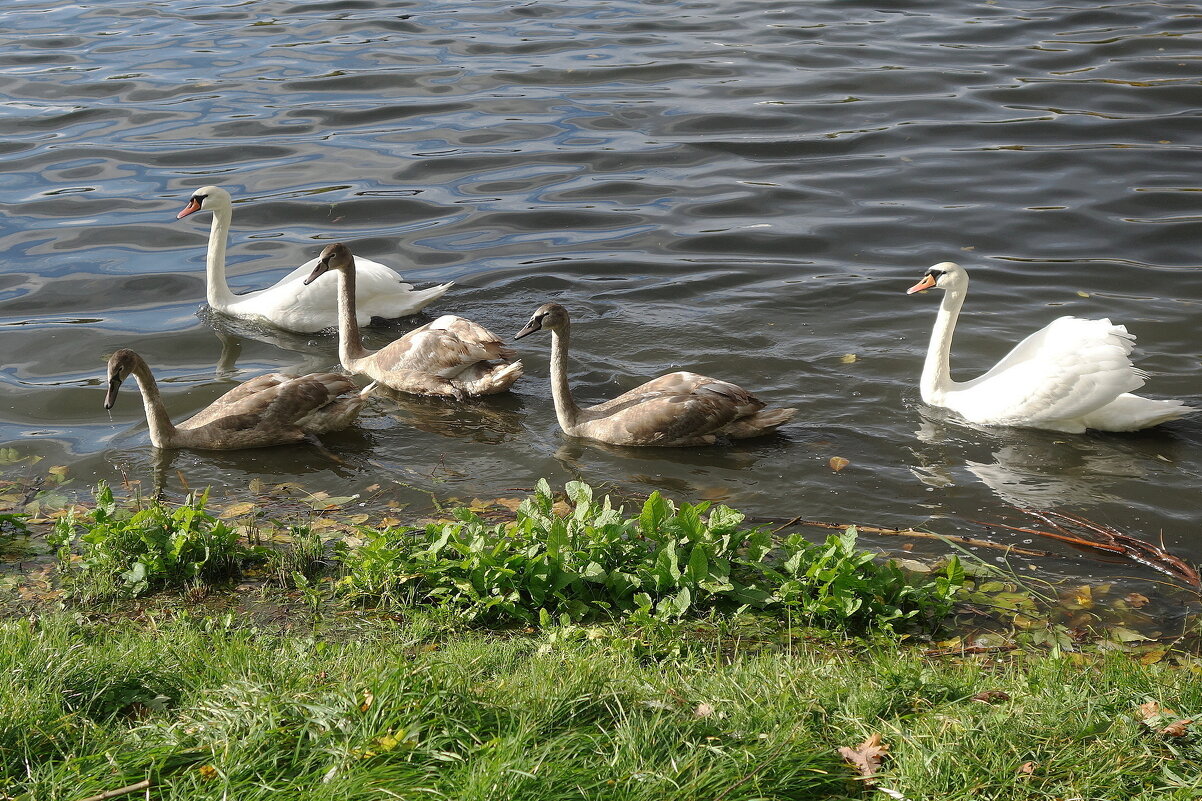 Лебеди в городском парке - Рита Симонова Лебеди в городском парке - Рита Симонова