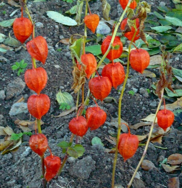 Украшение осени - Вера Щукина