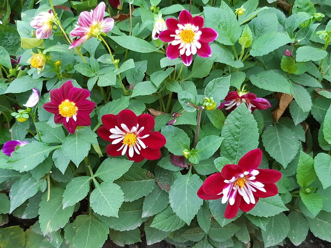 Радость жизни - Галина Минчук