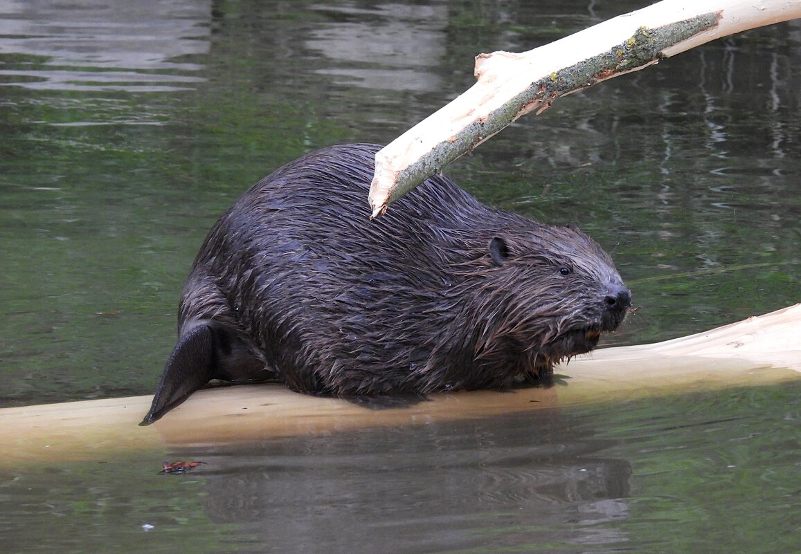 Бобр - Лина Бобр - Лина