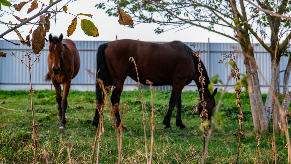 Лошадки - Dmitry i Mary S