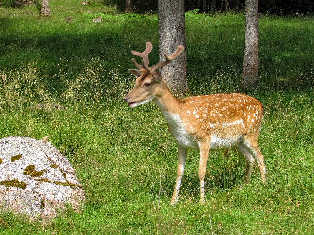 Молоденький олень - Любовь Зинченко 
