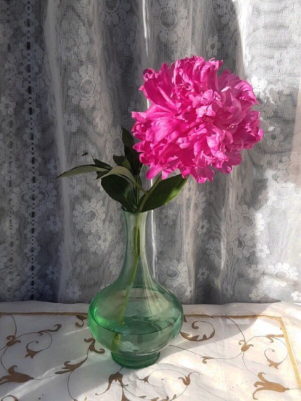 Пион-он лета истинная суть! - Нина Андронова