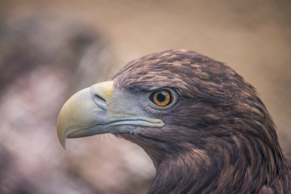 ОРЛАН - аркадий ОРЛАН - аркадий