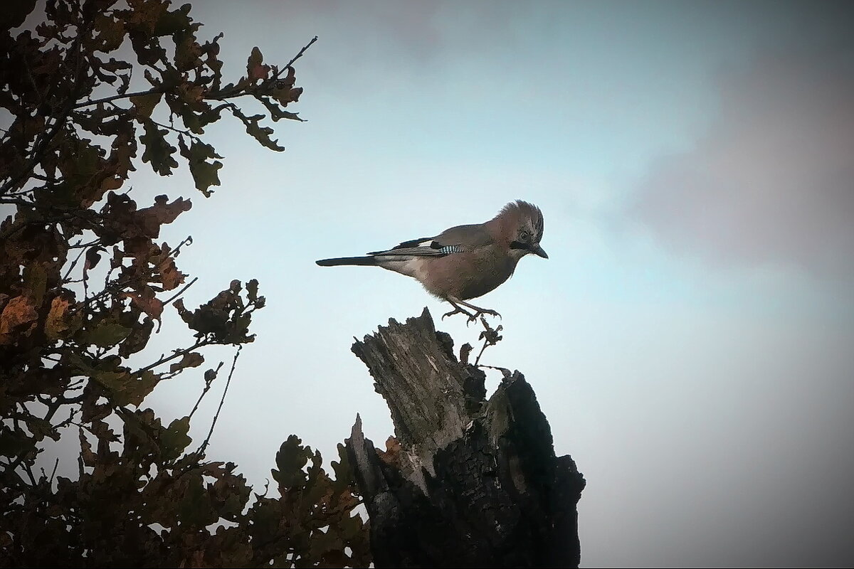 Прыг-скок... - Владимир Шошин Прыг-скок... - Владимир Шошин