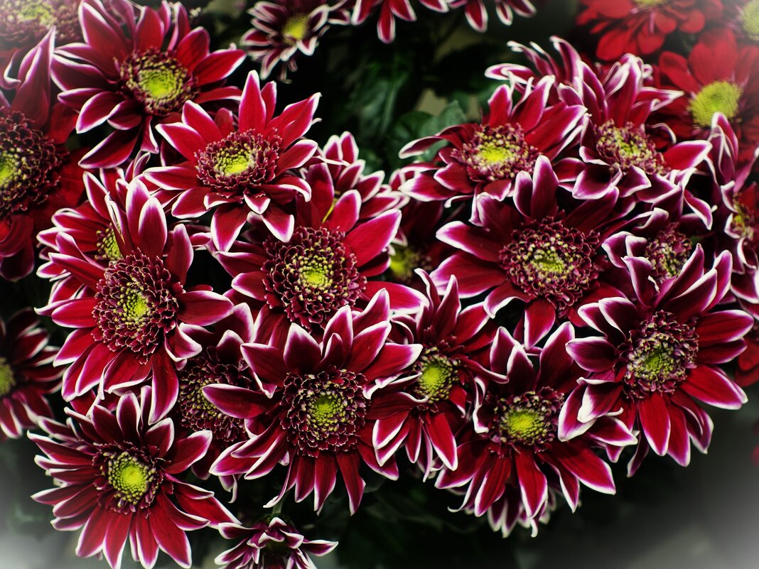 Георгины Ред Рок("Red Rock") - Aida10 