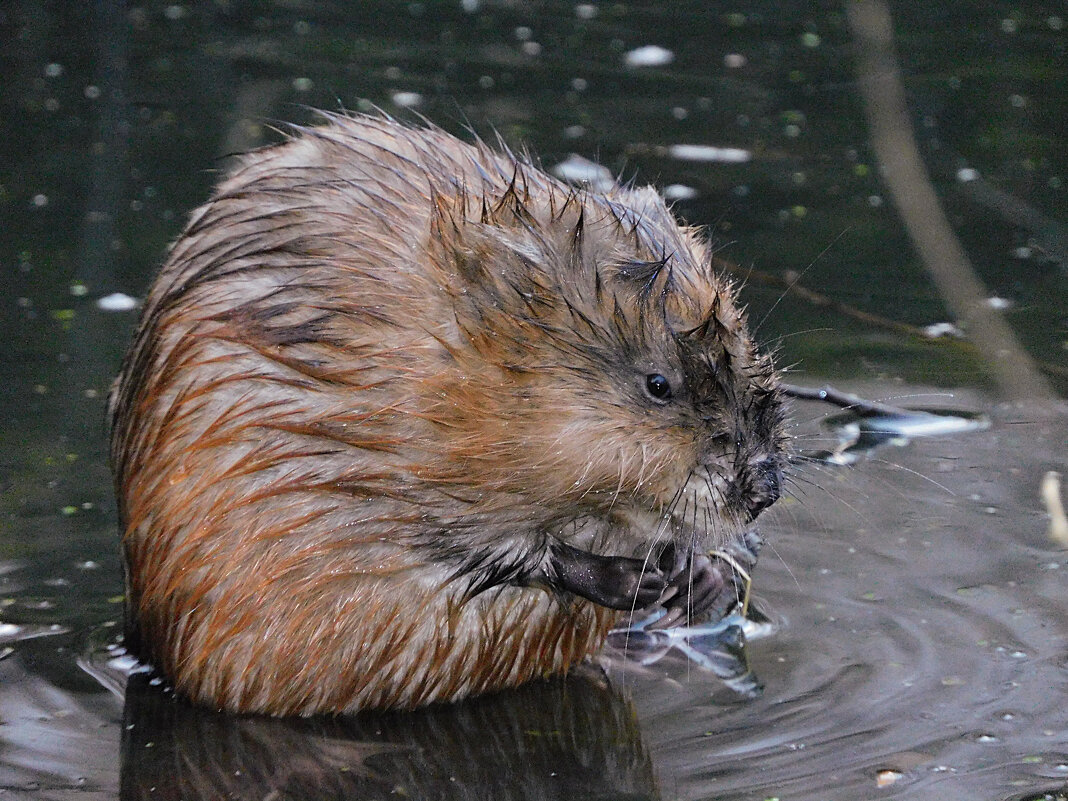 Ондатра - Лина Ондатра - Лина