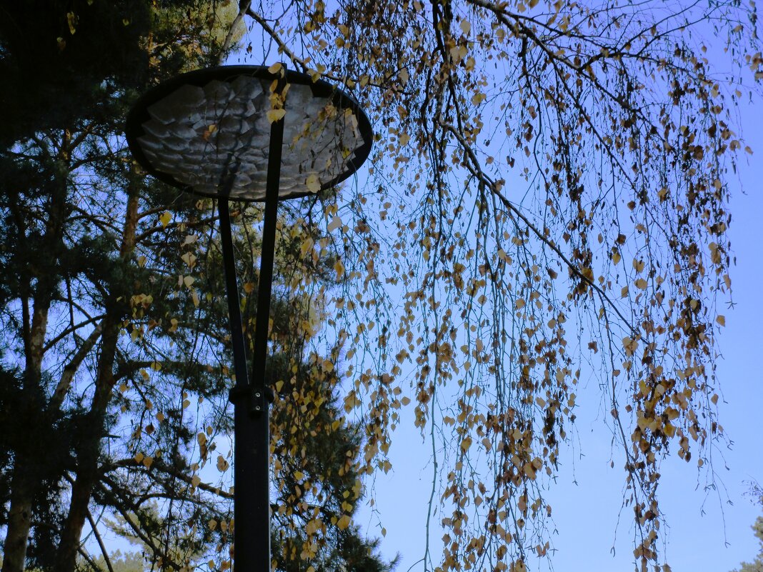 В Воронеже - Елена Шаламова