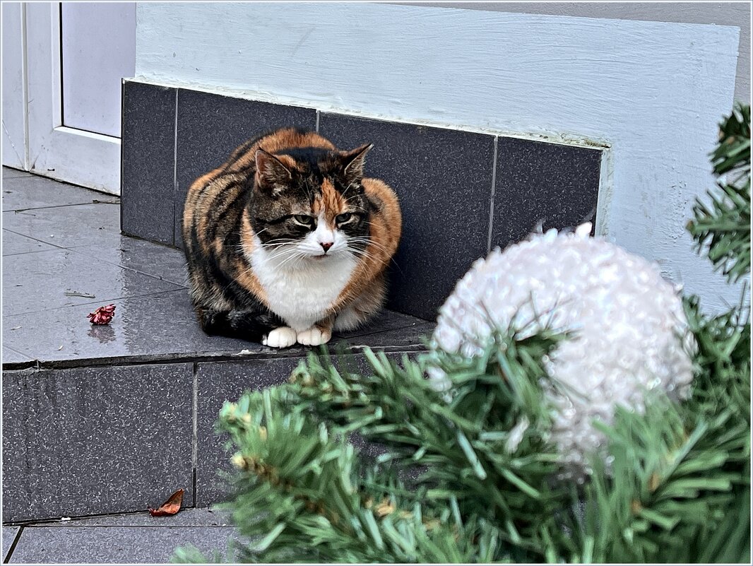 В городе котов и кошек. - Валерия Комова