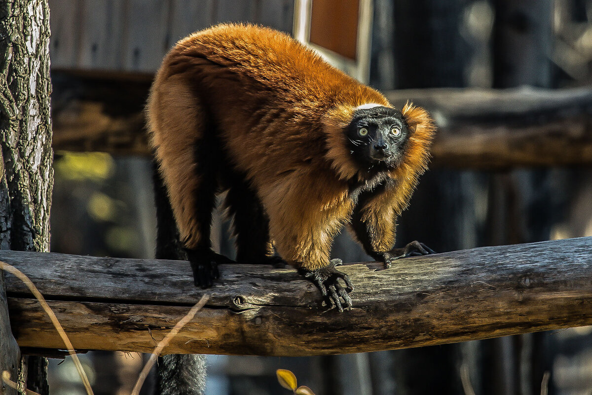 лемур вари красный - аркадий лемур вари красный - аркадий