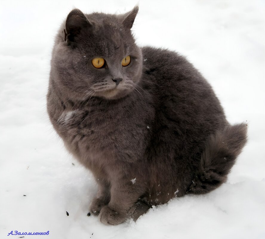 Ну и куда все кошки попрятались, с кем гулять? :-) - Андрей Заломленков