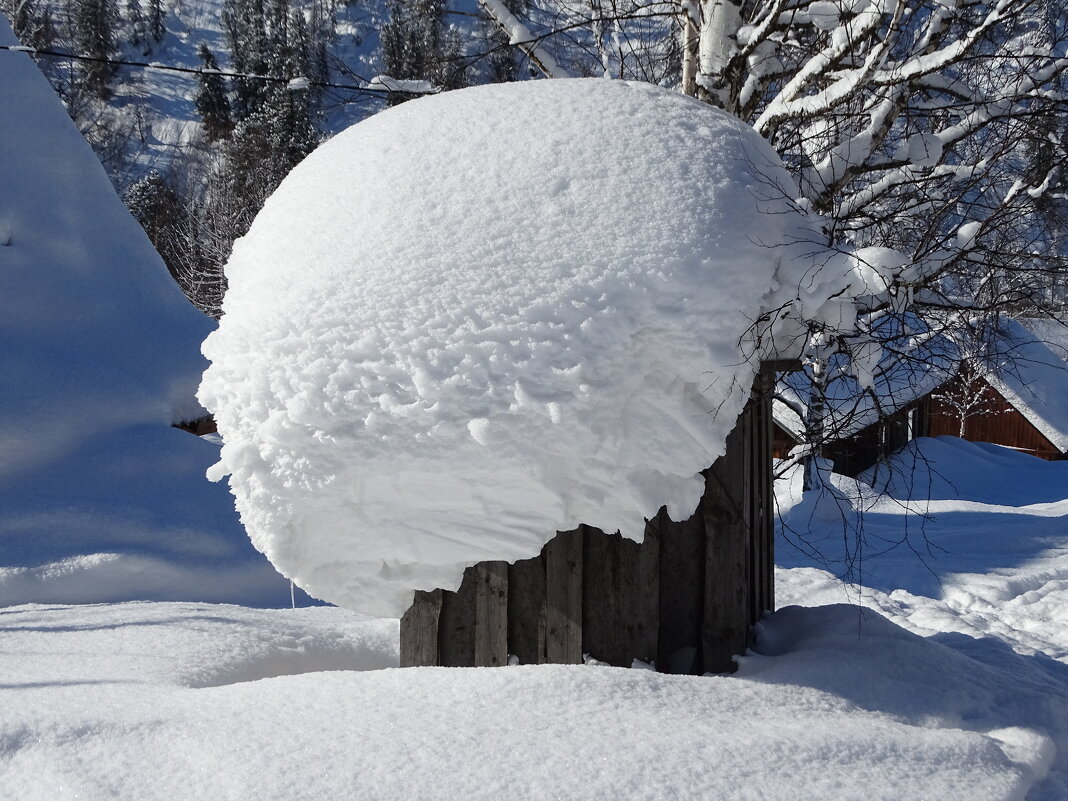Грибок-теремок - Павел Трунцев Грибок-теремок - Павел Трунцев