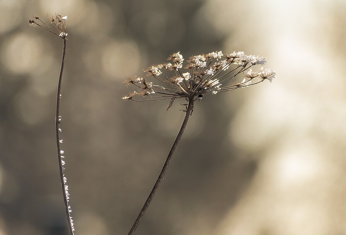 *** - Андрей Андрианов *** - Андрей Андрианов