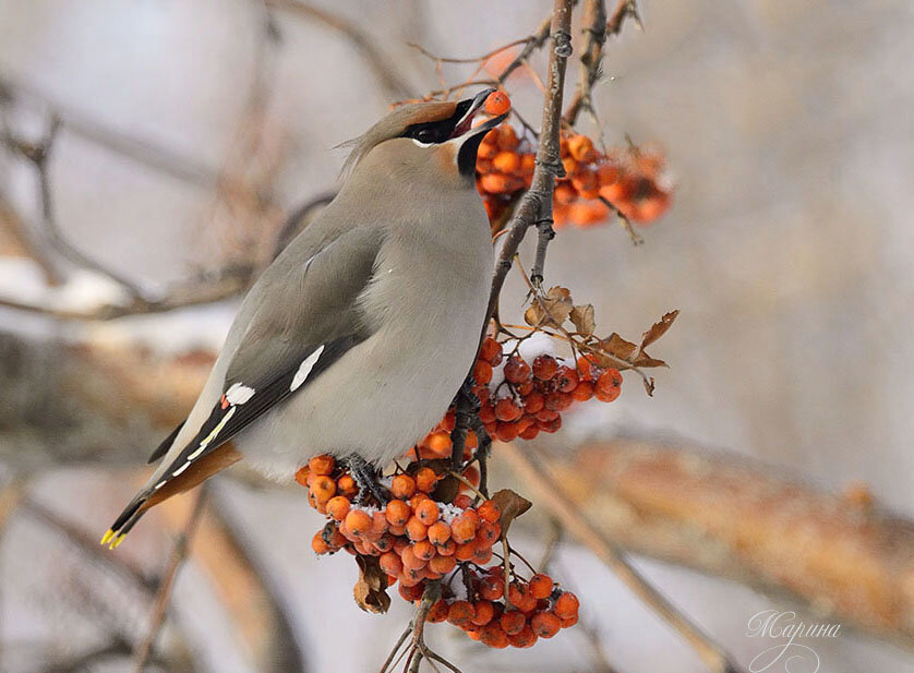 Свиристель. - Марина Мерц